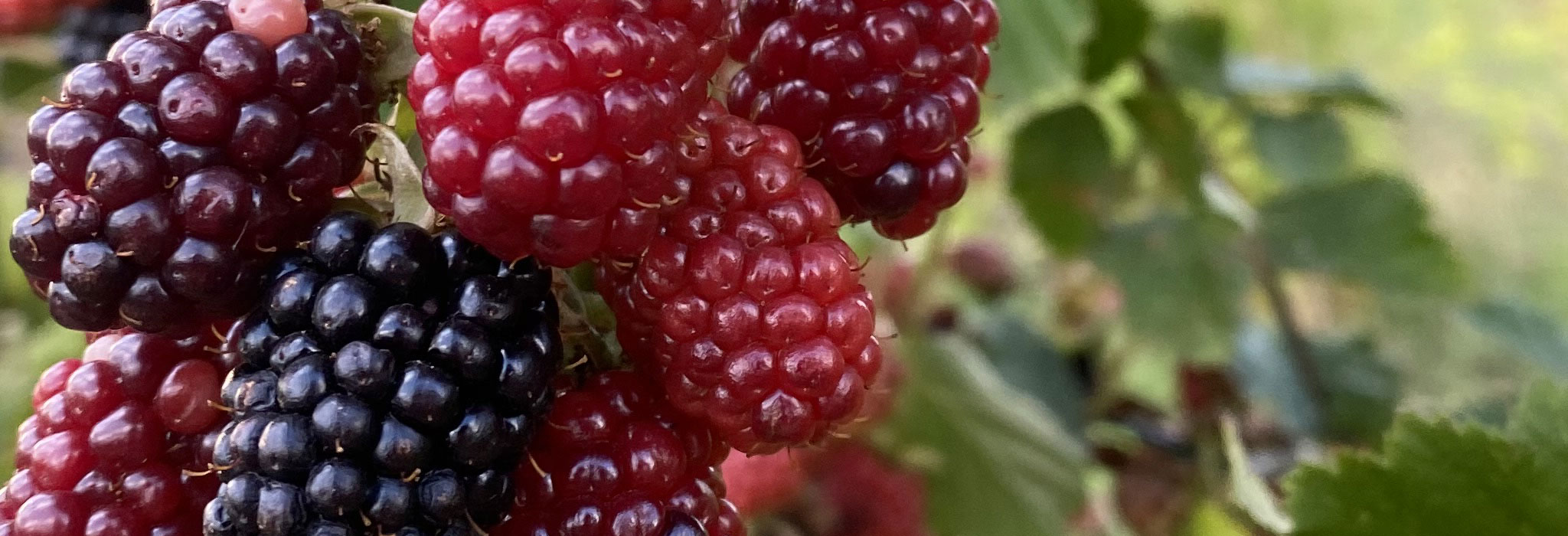 framboises2
