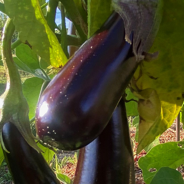 legume4-small