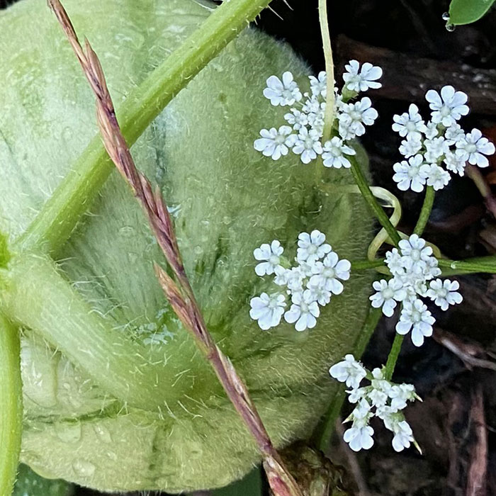 legume5-small