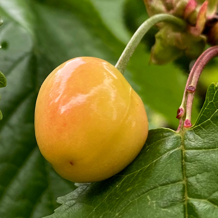 legume7-small