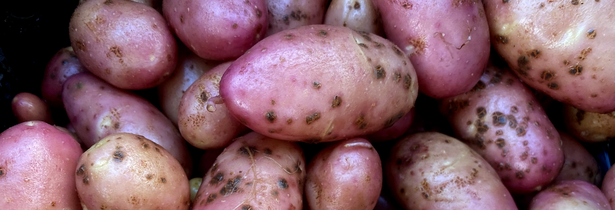 patates