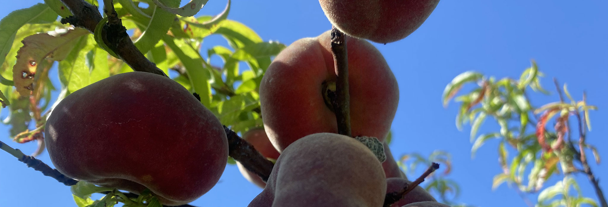 pommes