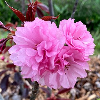 fleur-rosel