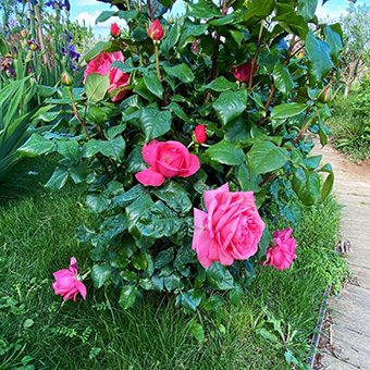 roses